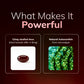 Dovelle Astaxanthin - Nature’s Most Powerful Antioxidant for Whole Body Support & Cellular Protection